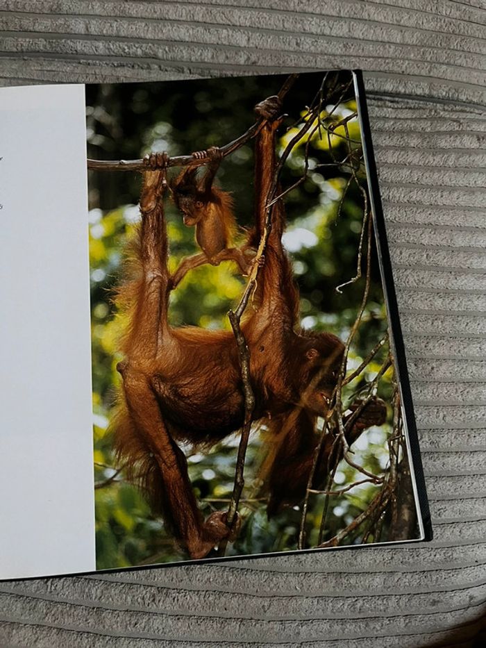 Le monde des bébés animaux - photo numéro 5