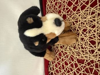 doudou chien bouvier bernois  ami plush