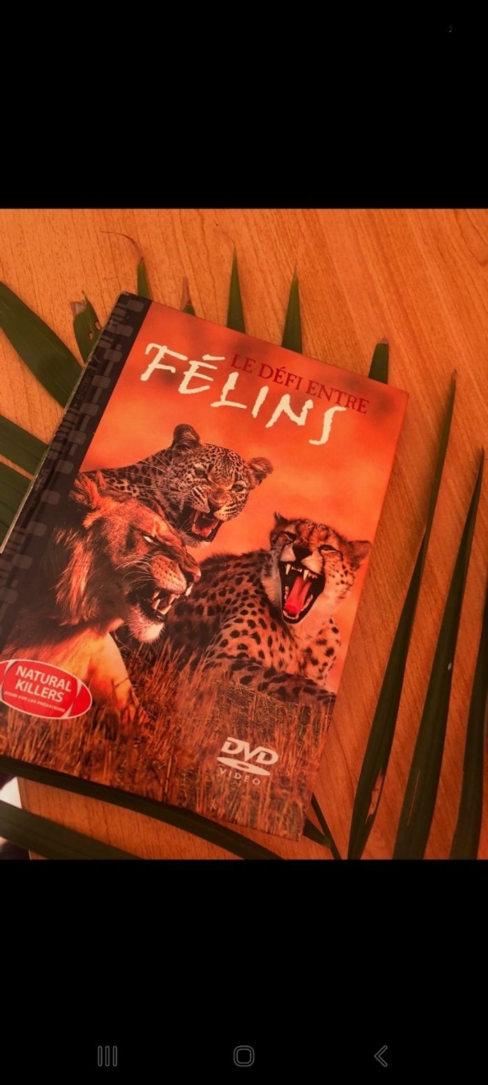 DVD felins