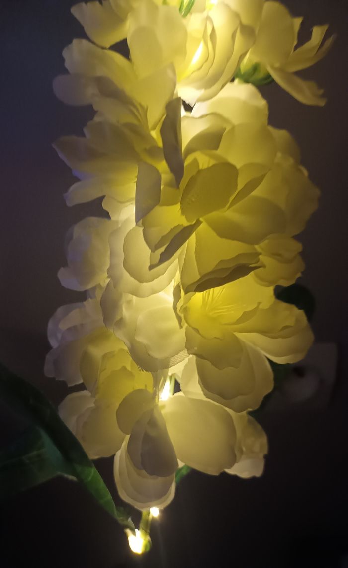 Fleurs solaire - photo numéro 5