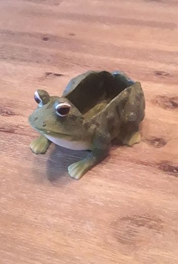 Grenouille porte éponge