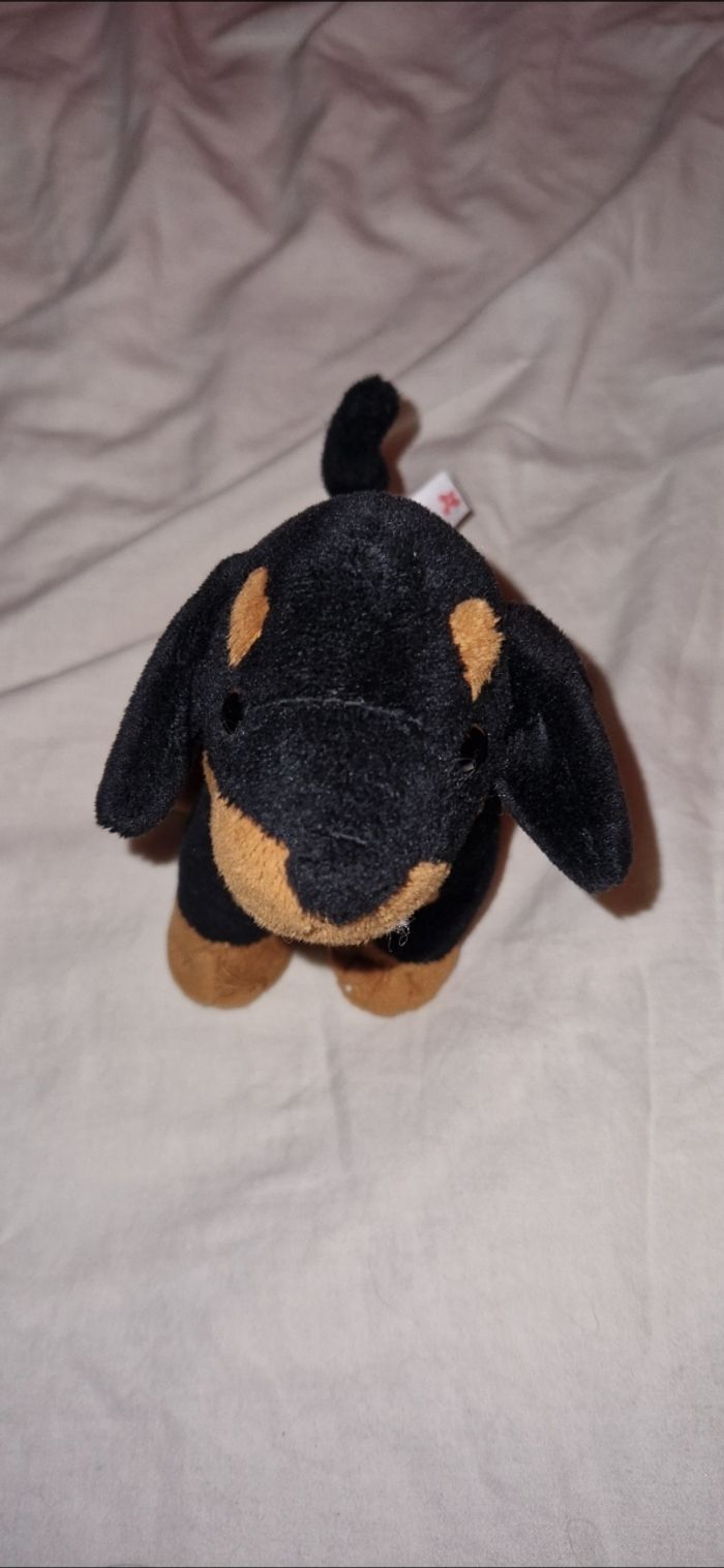 Petit chien noir - photo numéro 2