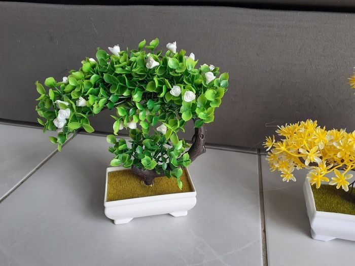 Lot arbres zen - photo numéro 4