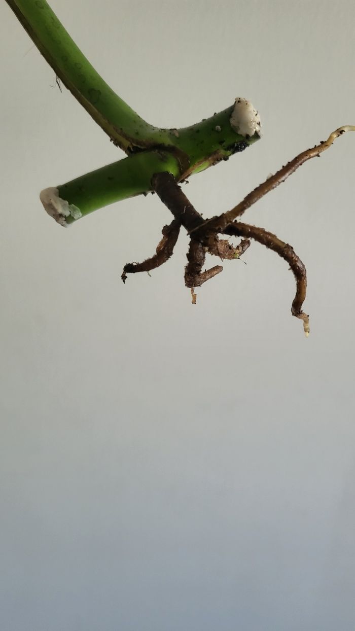 Monstera burble marx flame - photo numéro 4