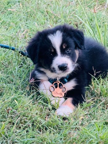 5 médailles pour chien