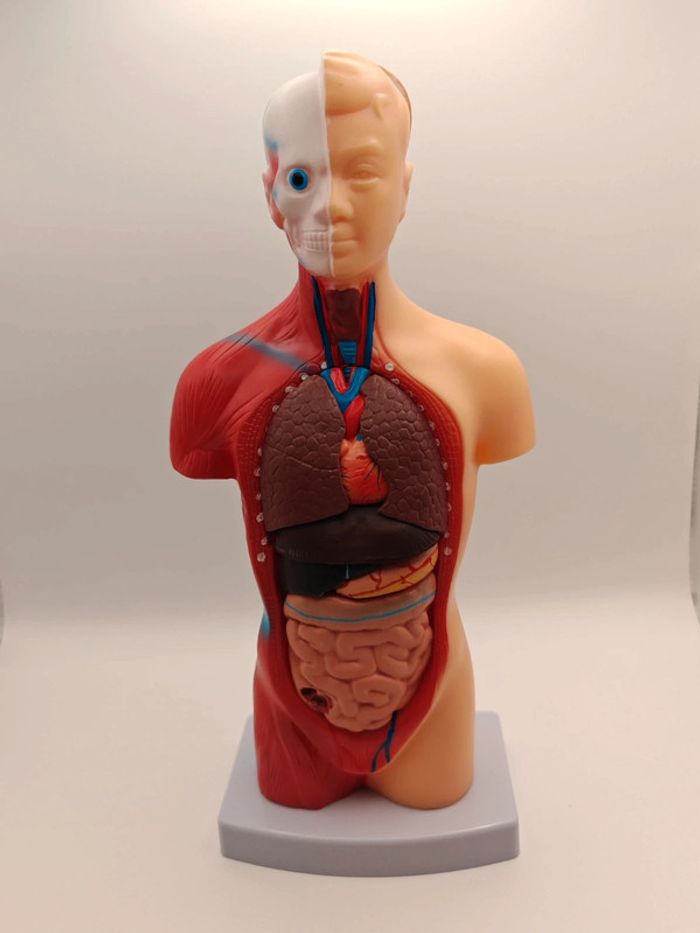 Maquette anatomie corps humain