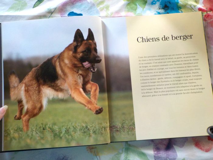 CHIENS DE BERGER Les chiens La grande encyclopédie visuelle - photo numéro 9