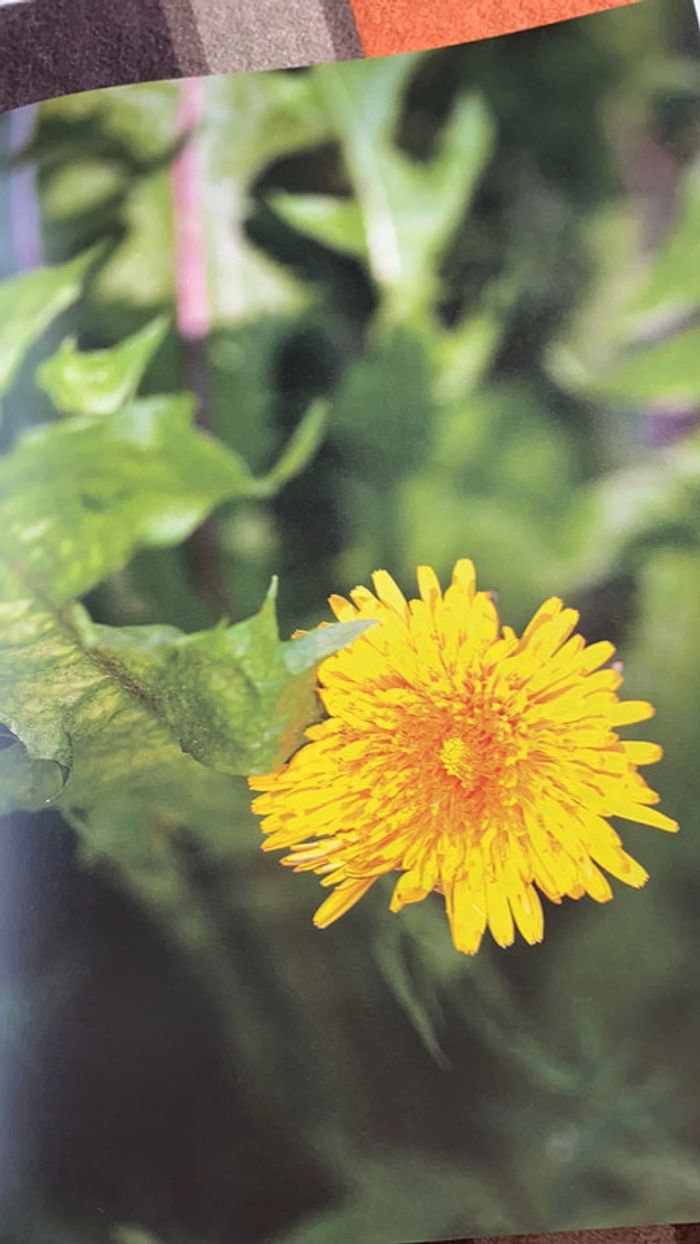 Livre mon herbier 48 plantes à connaître, à collectionner et à conserver tana éditions - photo numéro 5