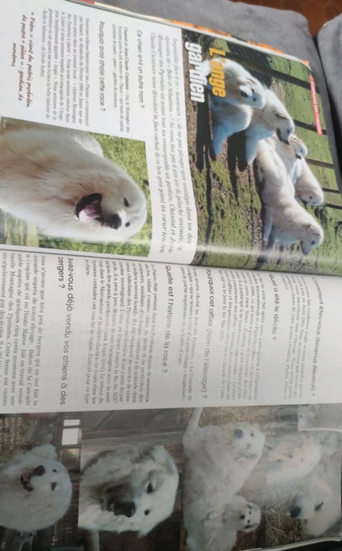 Magazine spécial chiens numéro 55 trimestriel - photo numéro 6