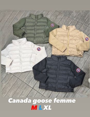 Canada goose