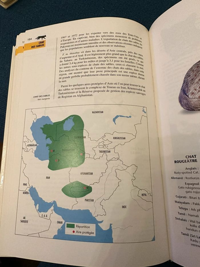 Livre rare Robert Dallet Les félins toutes les espèces du monde bibliothèque du naturaliste - photo numéro 4