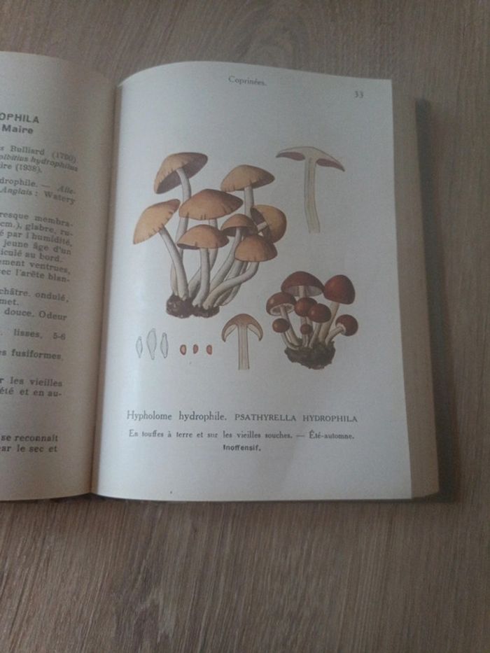 Les champignons de France - photo numéro 7