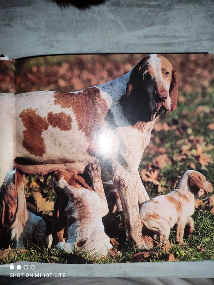 Livre  des amours de chiens - photo numéro 4