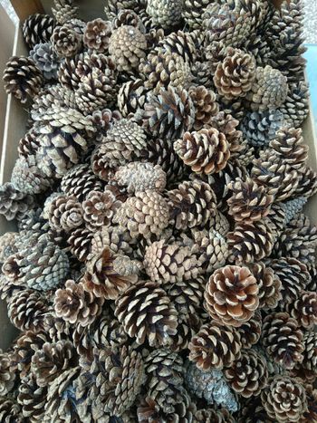 Pommes de pin du jardin