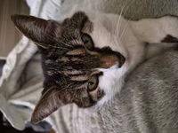 profil
