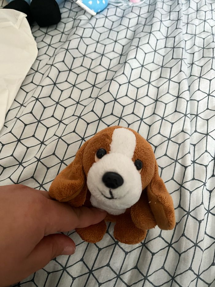 Petit chien - photo numéro 6