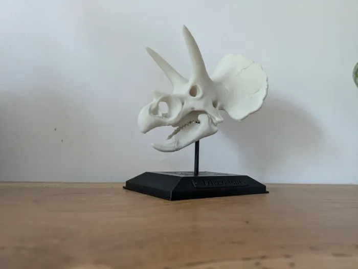 Crâne de triceratops sur socle - photo numéro 11