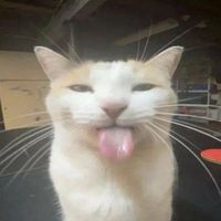 profil