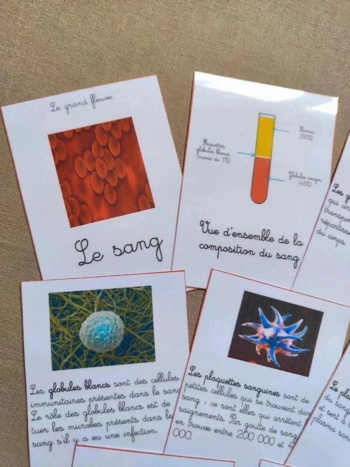 Cartes de nomenclature sur le sang - photo numéro 3