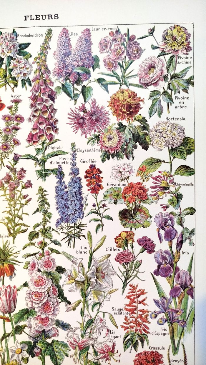 Affiche sur les fleurs, d'après une planche naturaliste de 1922 - photo numéro 3