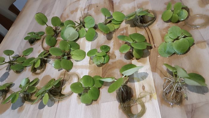 Lot de 18 laitues plantes flottantes aquarium - photo numéro 2