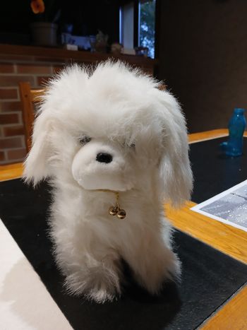 Chien