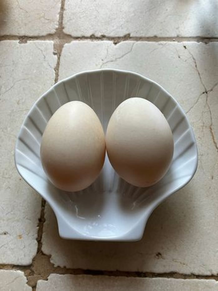 2 oeufs de cane à cuisiner