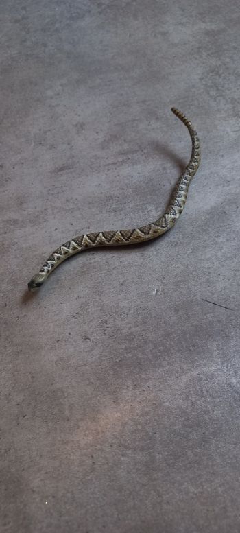 Serpent à sonnette papo