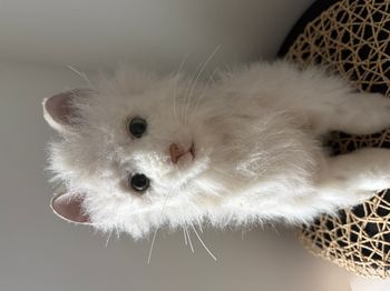 vintage Fur Real FurReal Friends