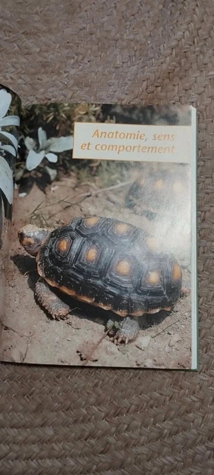 Guides tortues terrestres - photo numéro 4