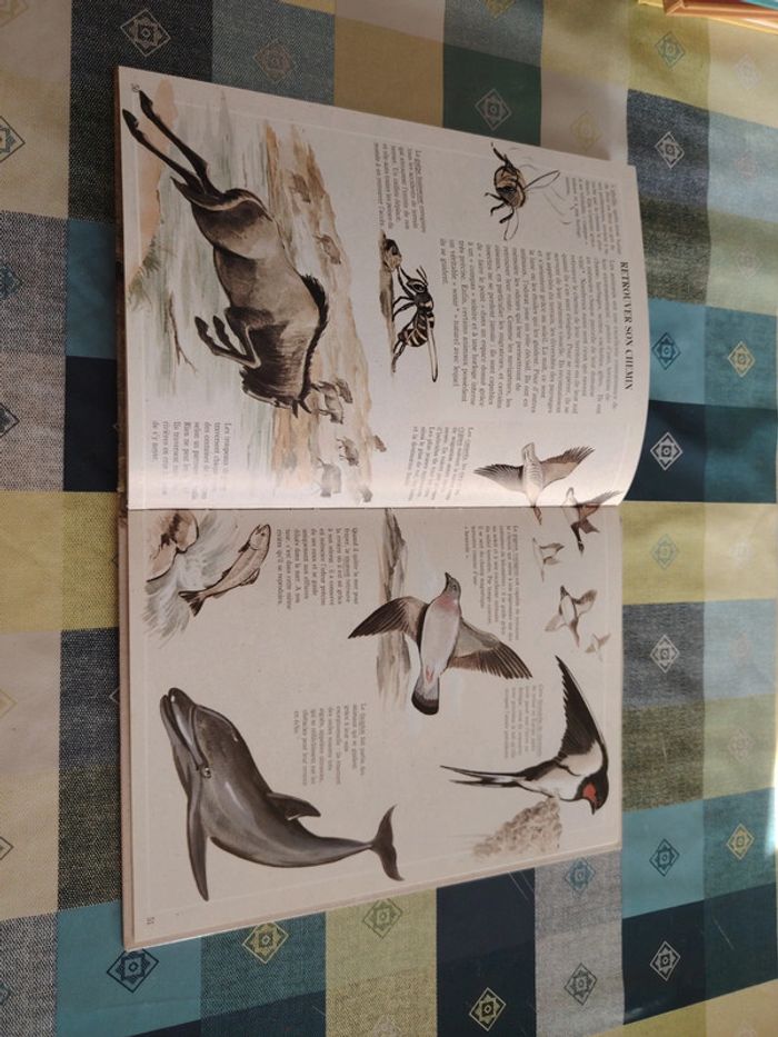 Livre sur l'éléphant - photo numéro 14