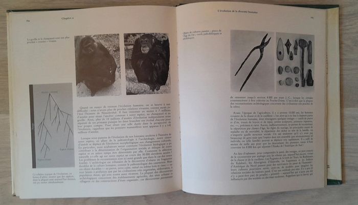 L'univers des science la diversité des hommes l'inné l'acquis et la génétique - photo numéro 9