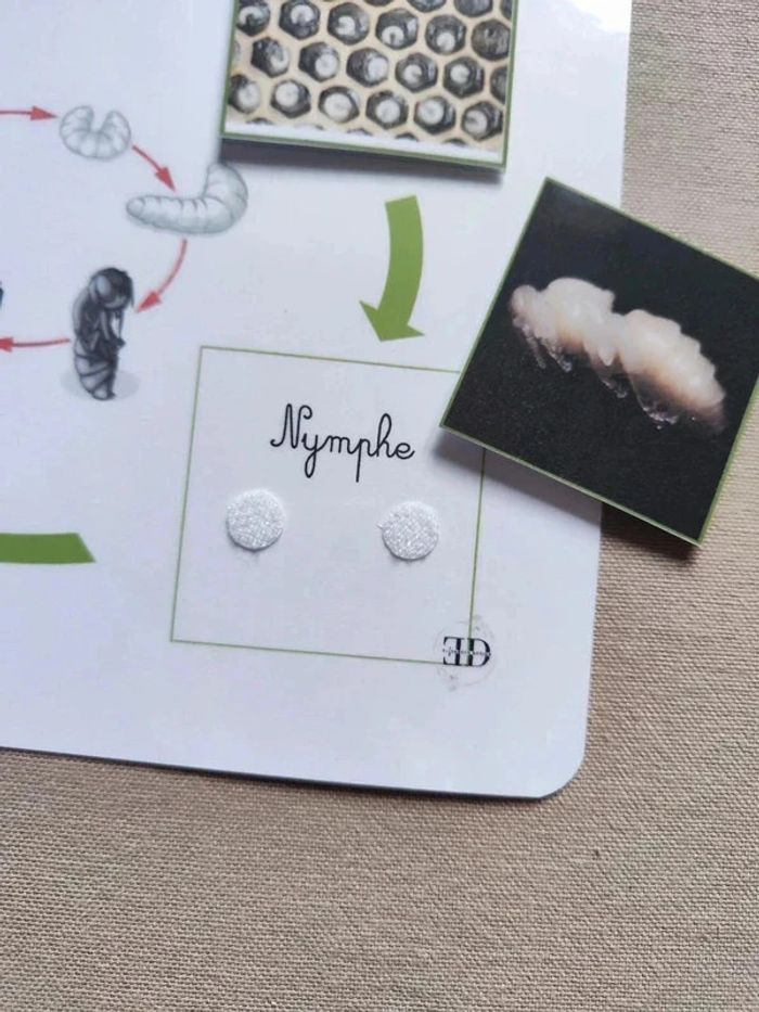 Kit cycle de vie d'une abeille Montessori - photo numéro 3