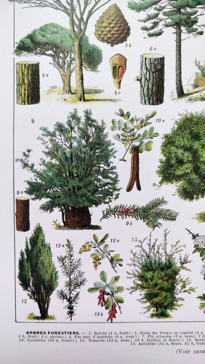 Affiche sur les arbres "épicéa", d'après une lithographie de 1928 - photo numéro 2