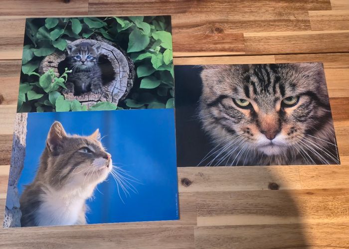 Galerie photo chat 2 cadre et 12 photo et 1 livres - photo numéro 9