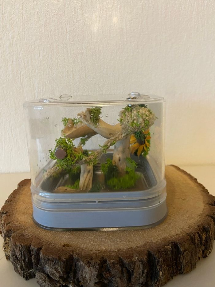 Terrarium phidippus - photo numéro 4