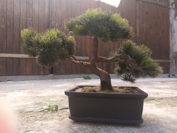 magnifique arbre vintage bonsai pin conifère déco