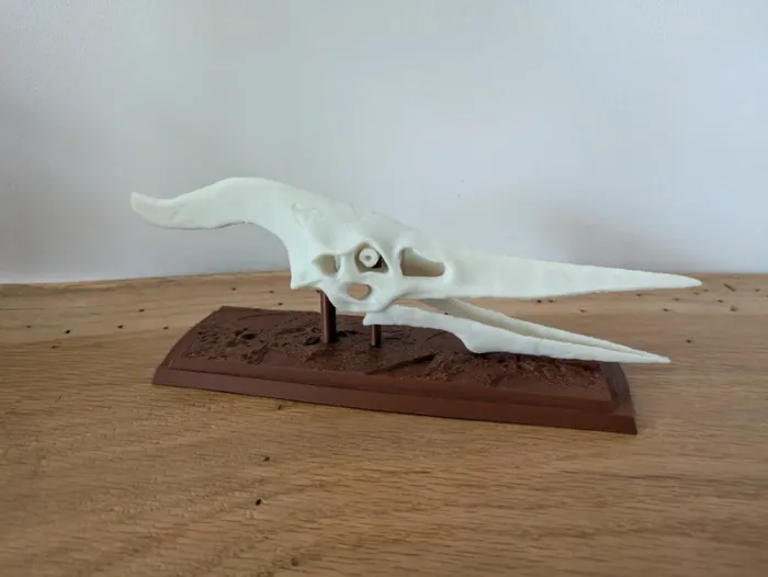 Crâne de ptéranodon sur socle - photo numéro 2