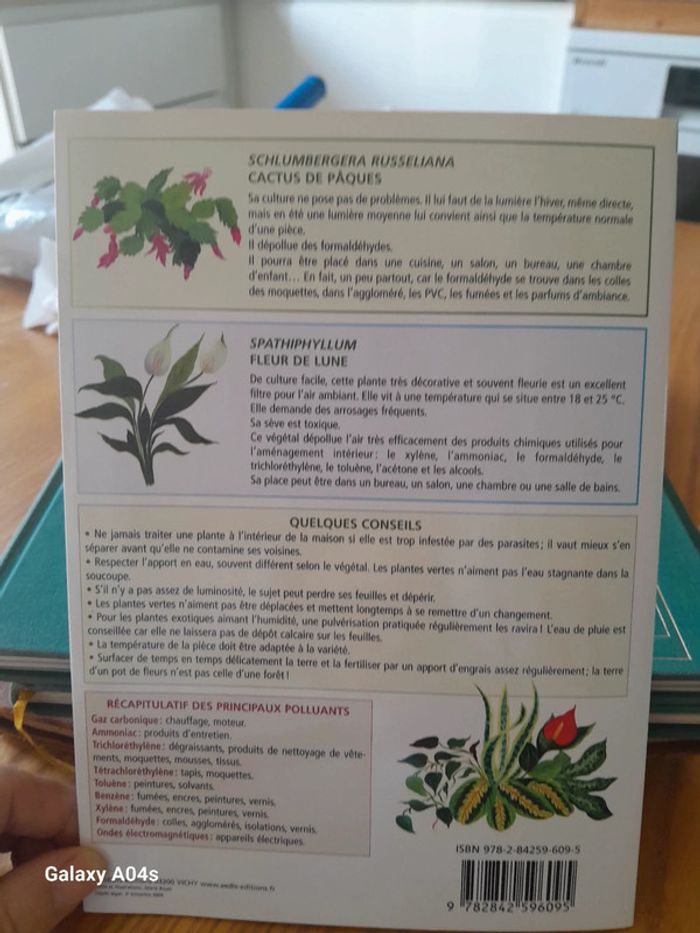 Plantes depolluantes - photo numéro 3