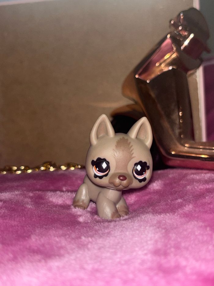 german shepherd #491