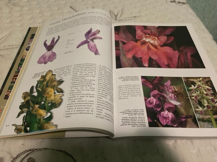 Les orchidées - photo numéro 3