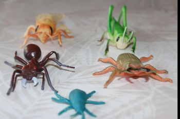 lot  d'insectes