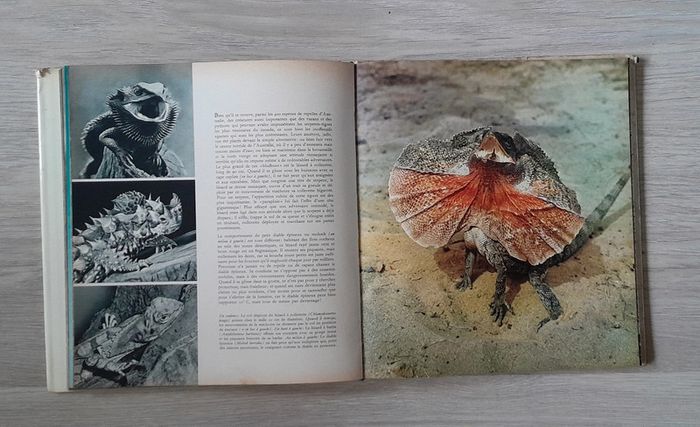 Faune des îles - photo numéro 6