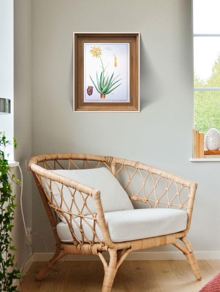 Imprimée en 1986, planche botanique l'Aloé Vera, Vintage Authentique (cadre non inclus) - photo numéro 6