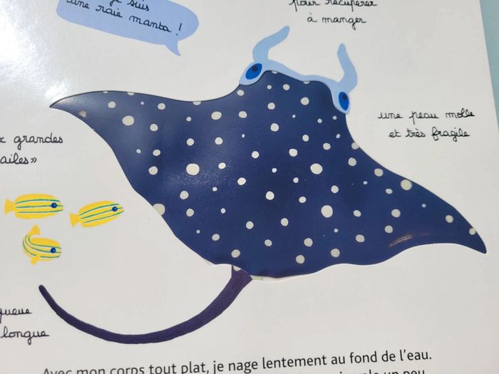 Beau livre animé 🦀 Mes animaux des mers 🐬 à toucher 🦐 Milan Jeunesse (72) - photo numéro 15