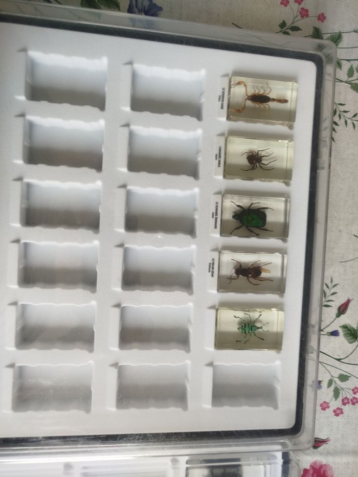 Insectes collection