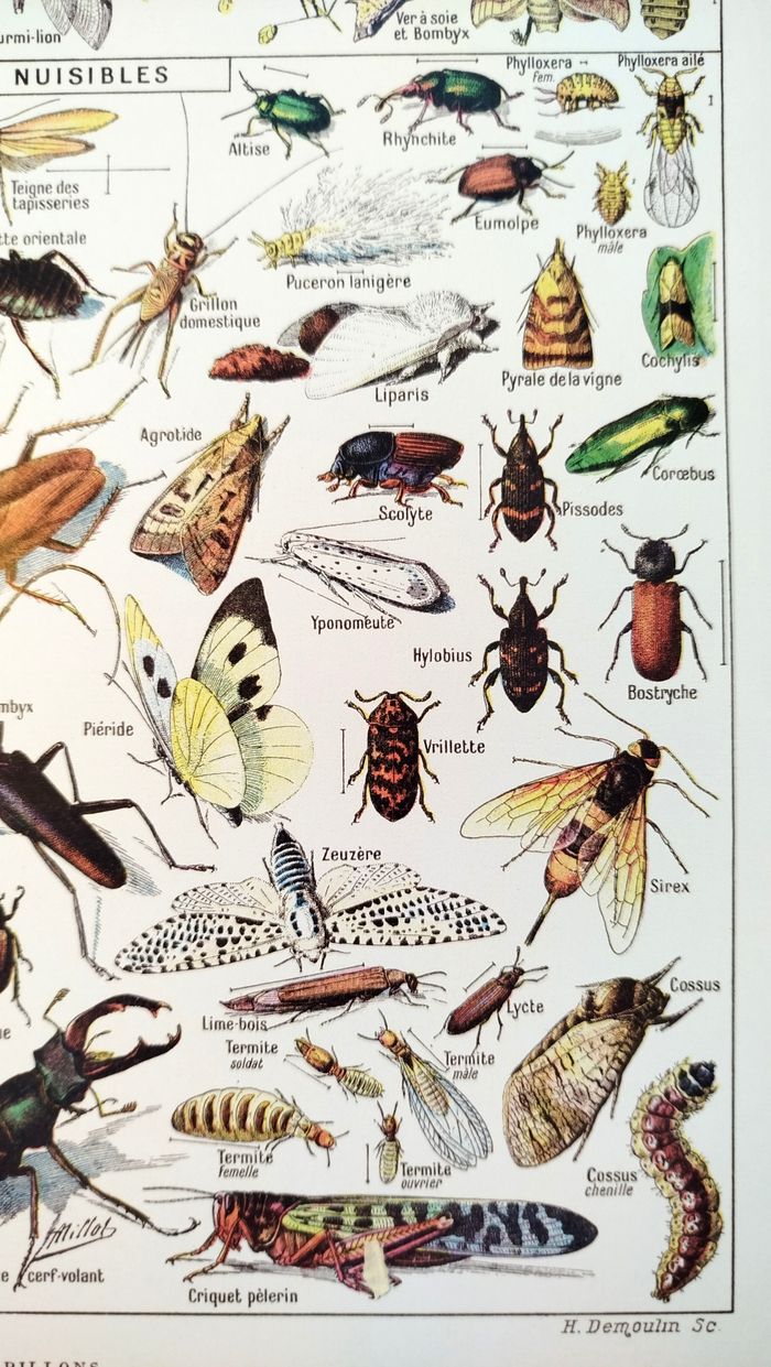 🐞 Affiche sur les insectes, d'après une lithographie de 1928 - photo numéro 5