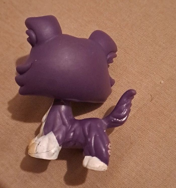 Petshop colley - photo numéro 2