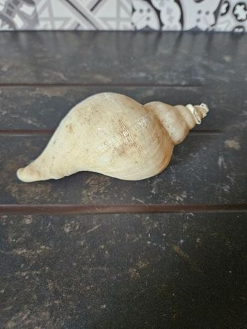 Coquillage buccin