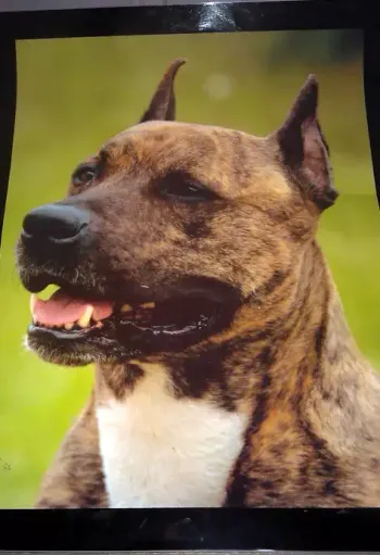 Poster plastifié de chien Amstaff